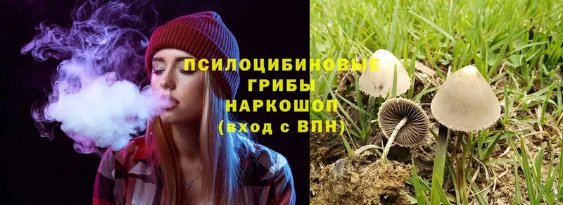 Псилоцибиновые грибы Cubensis  площадка клад  Воткинск 